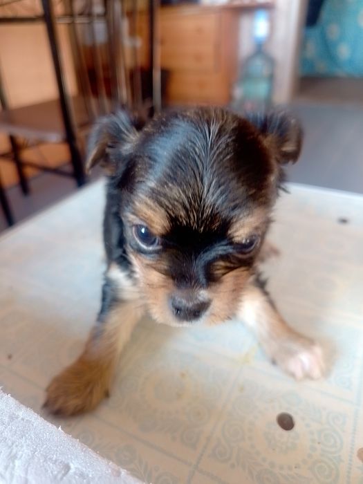 Продам цуценят Йорк