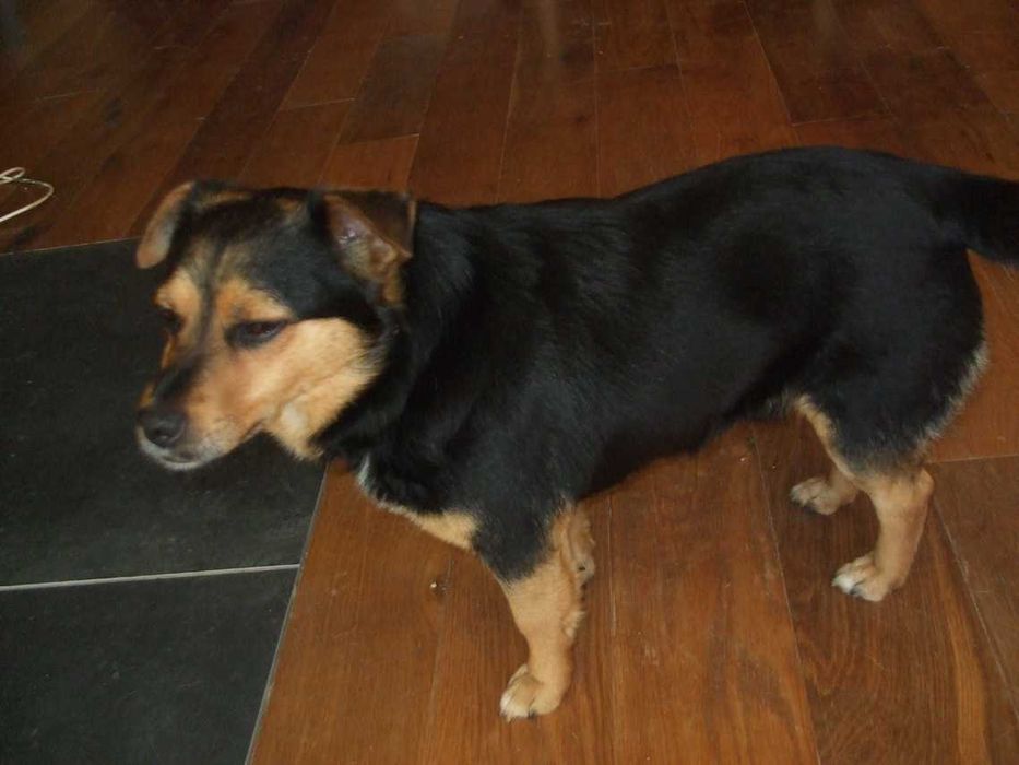 Zaginol pies w okolicy Krasnego -  Strazowa , to "wiosenny pies"