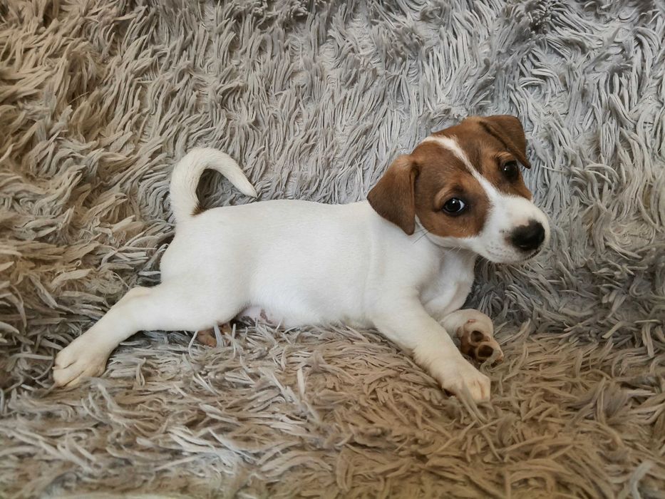 Jack Russell Terrier Suczka