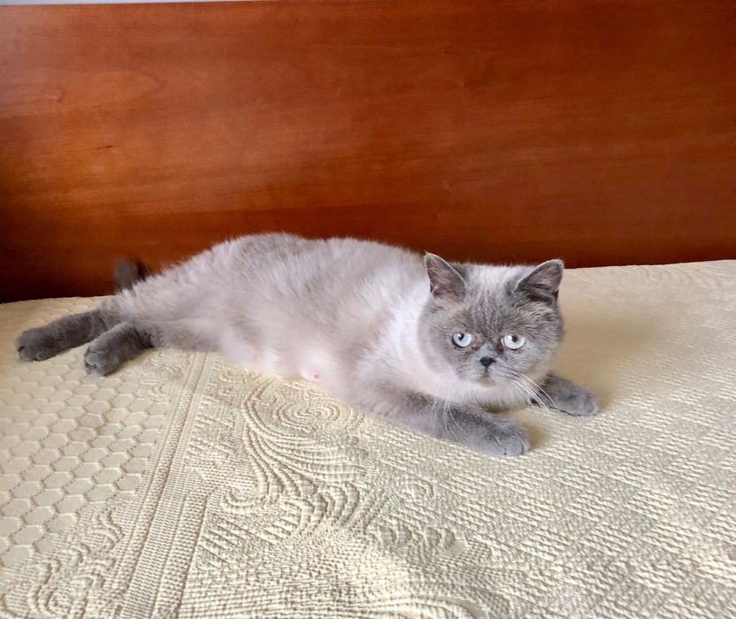 Fêmea Scottish Fold Blue Point