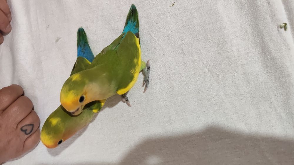 Agapórnis Domesticados e super meigos