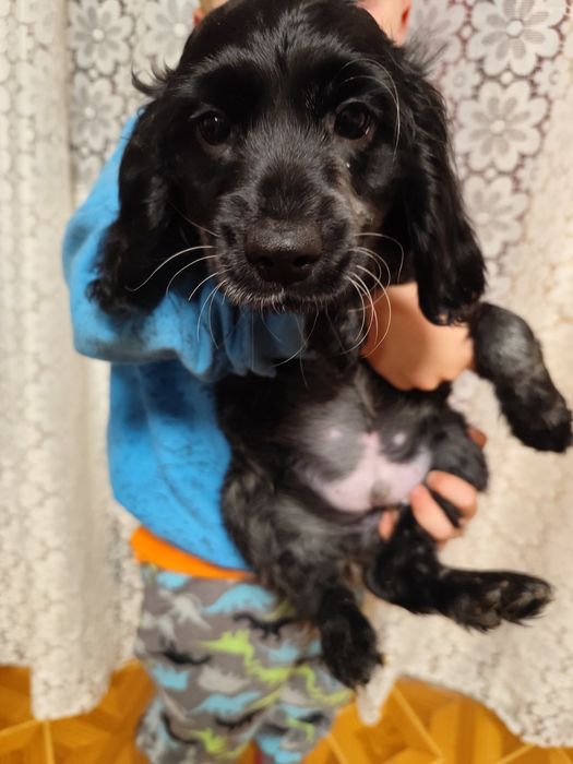 Вязка Кокер Спаниеля