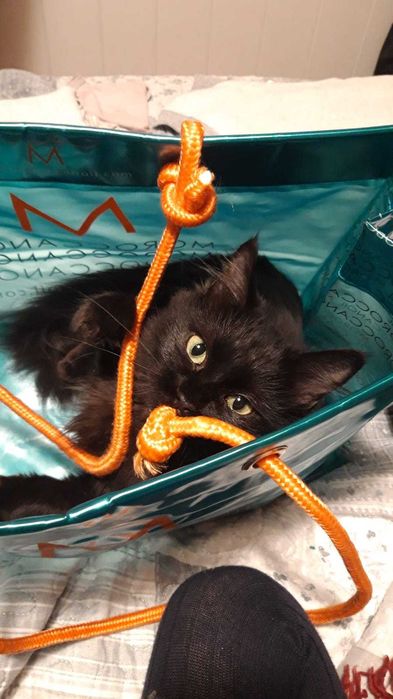 Pet Sitting, Dog Walking & Táxi Animal em Torres Novas