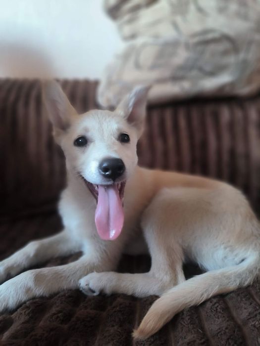 Ларс і Лорна шукають родини