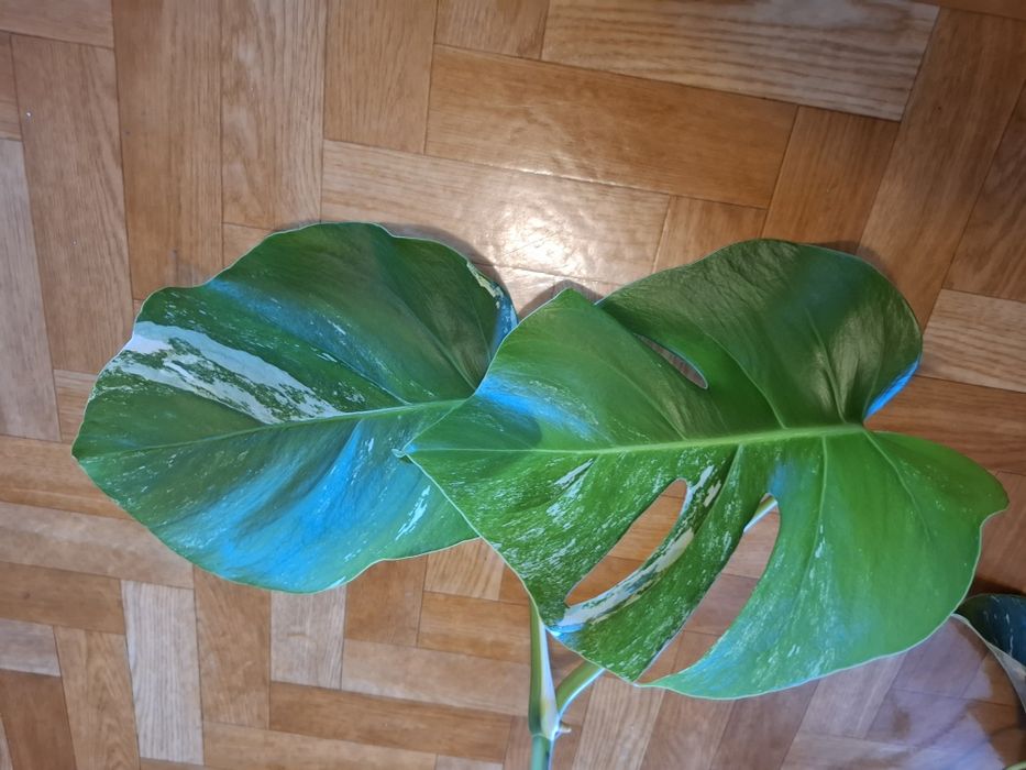 Monstera variegata