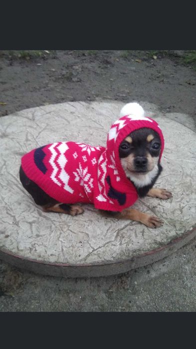 Продам чихуахуа девочек