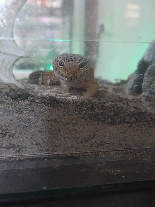 Gekon lamparci Gustaw