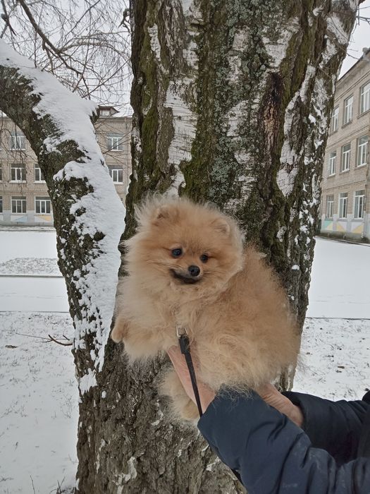 Отдам шпиц померанский