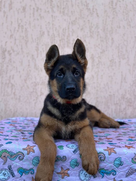 Цуценята Німецької Вівчарки