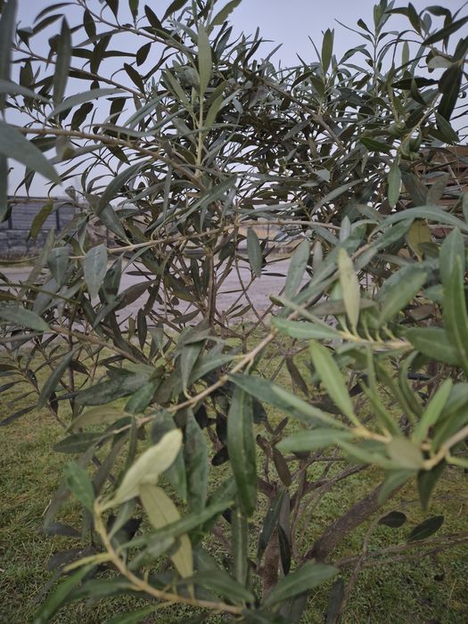 Duże drzewko oliwne