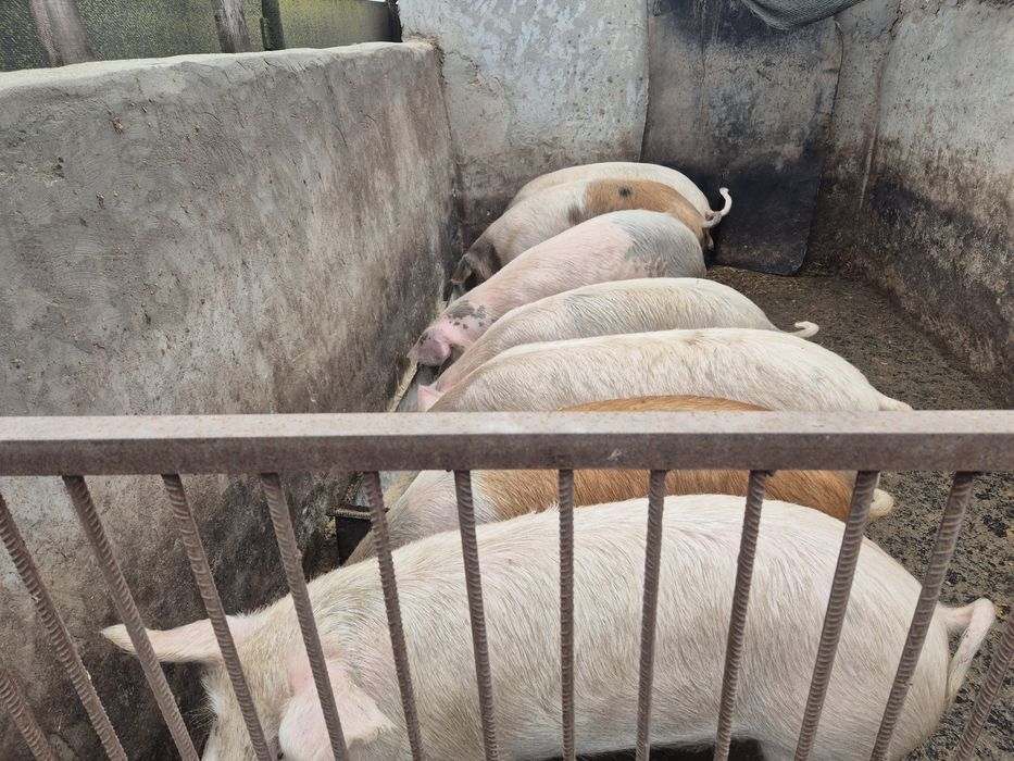 Свині живою вагою. По 60 грн