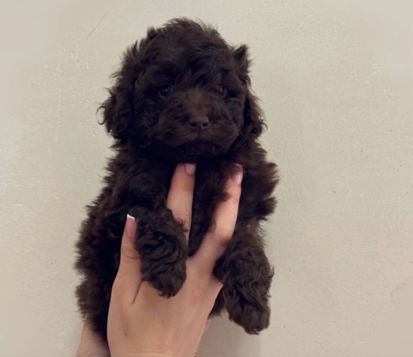 Той пудель шоколад девочка