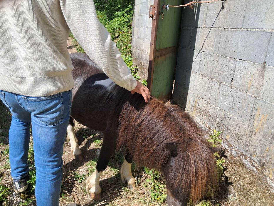 Animais cavalos e póneis