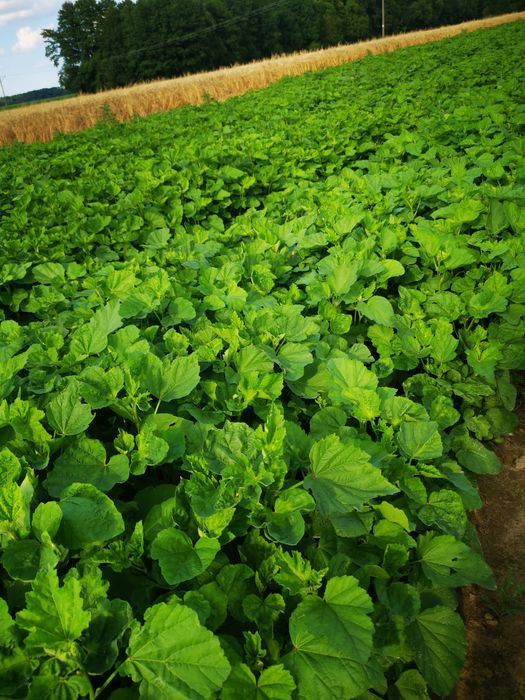 Prawoślaz lekarski - sadzonka rozsada flance