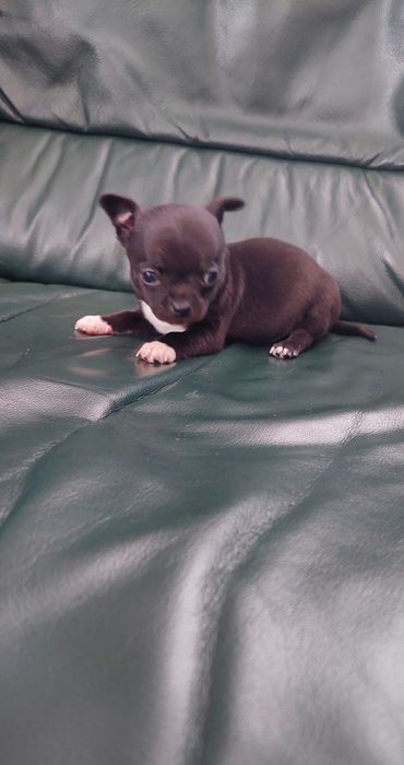 Śliczny piesek chihuahua