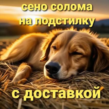 Сено собакам на подстилку, сіно солома в тюках та мешках