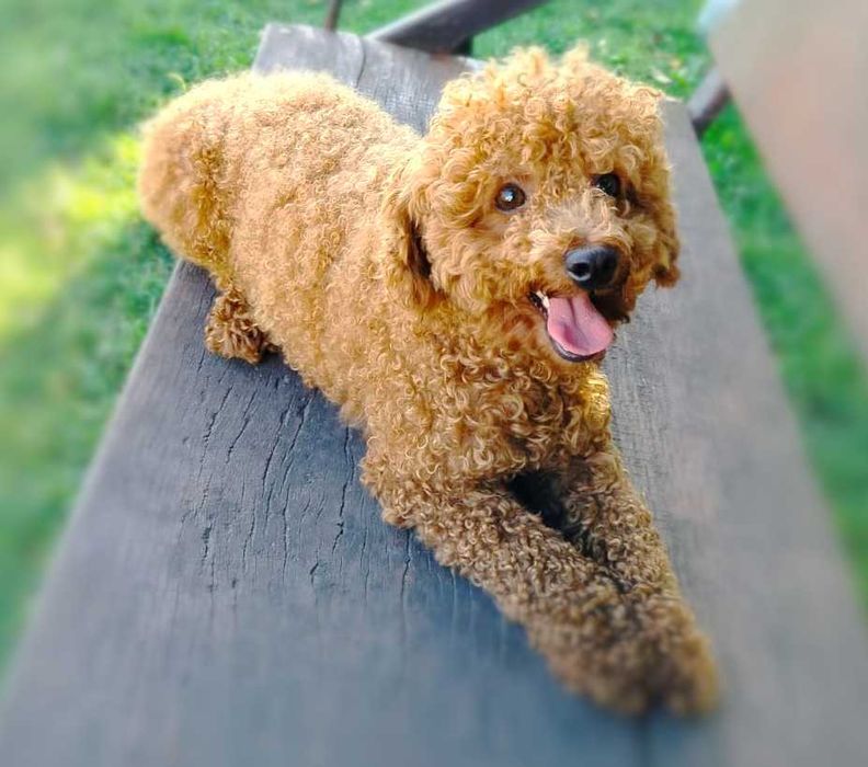 Śliczny  pudel toy piesek.