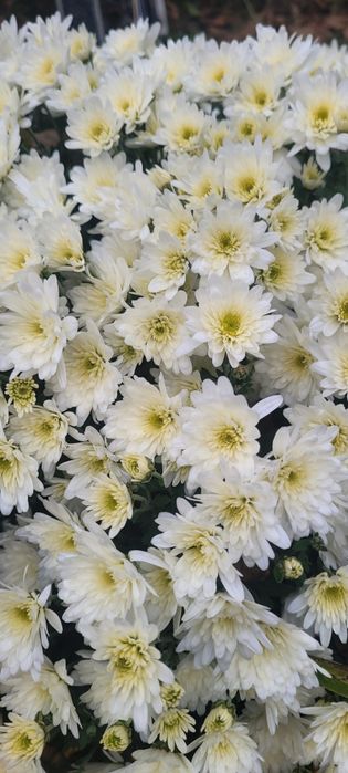 Хризантема мультифлора,  маточні кущі