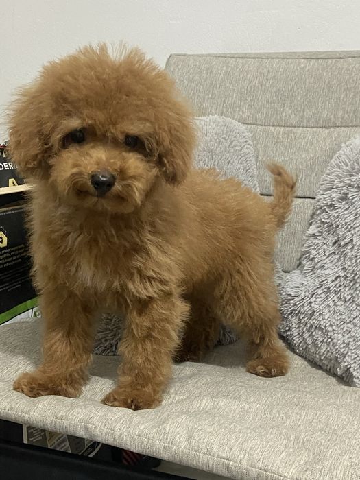 Продаётся щенок той пуделя