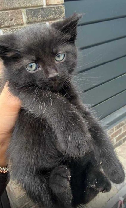 Отдам черного котенка, мальчик, 2 месяца