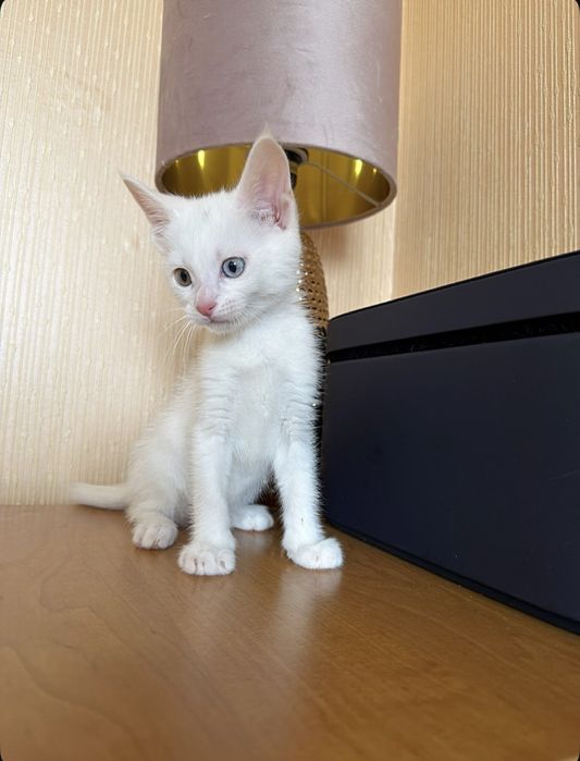 Порода Кхао-Мани,шикарная кошечка!Эксклюзив !