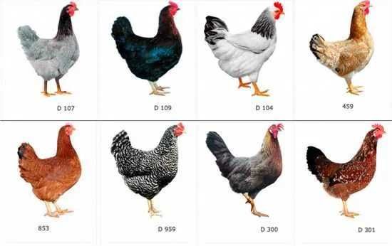 яйце домінантів Україна та Чехія