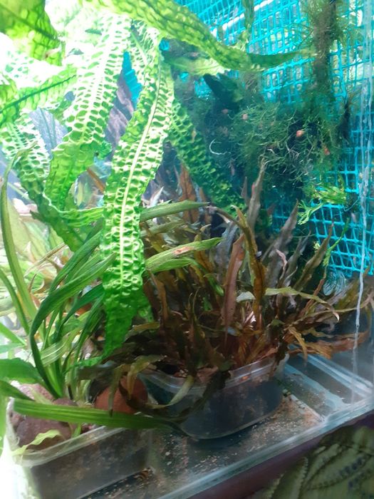 Cryptocoryne Wendtii RED