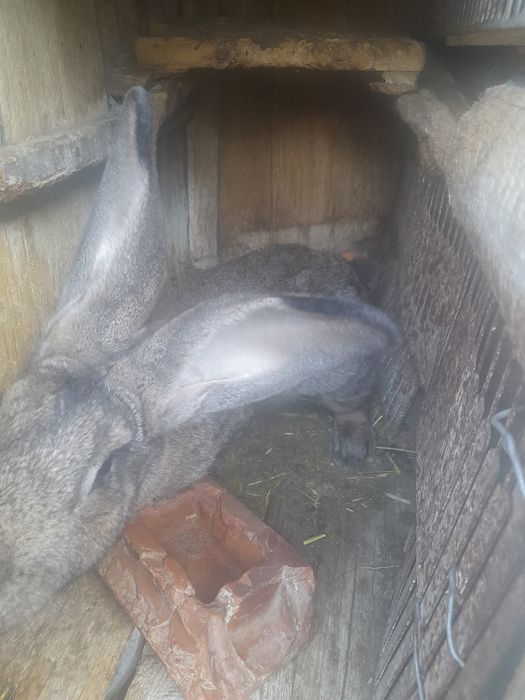 Продам   самички