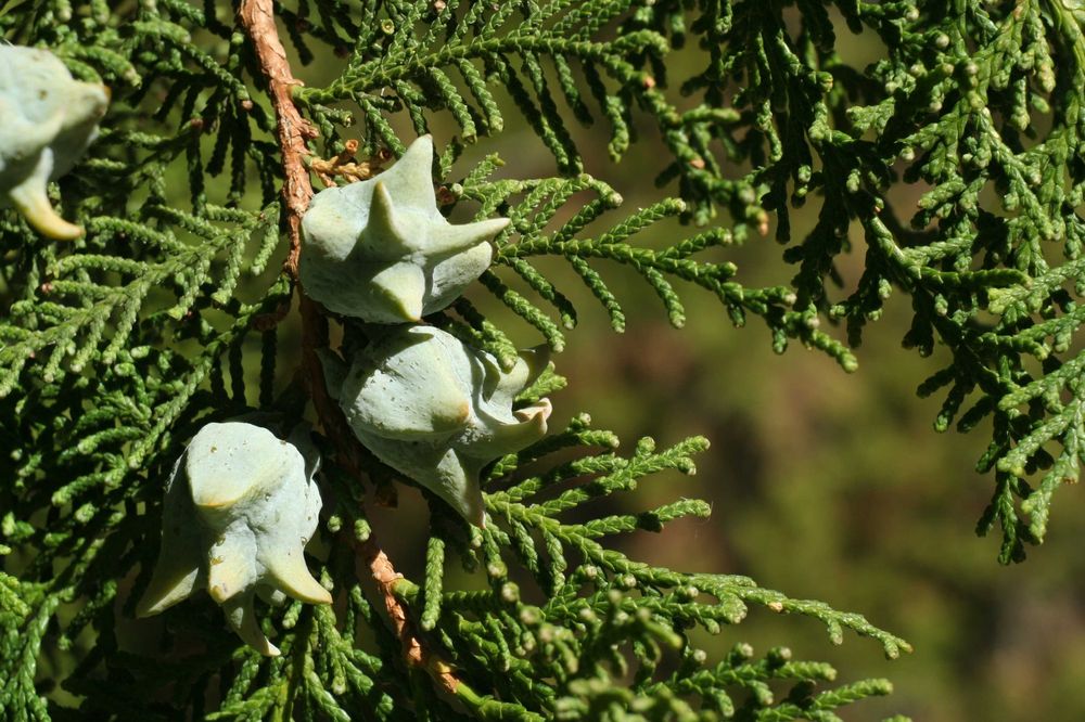 Комплект для макрозйомки MIKAR/S 55mm f4.5 на Canon