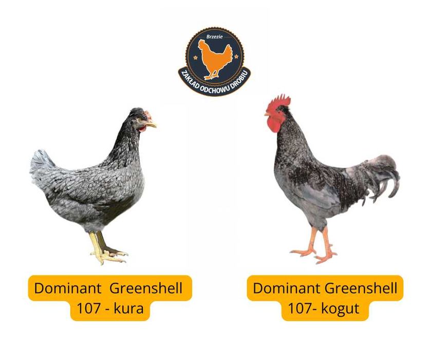 Kury, Kurczęta odchowane - 18 tygodni