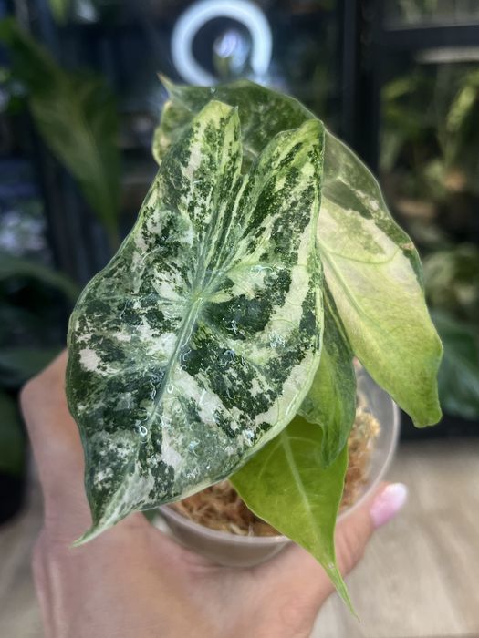 Alocasia Nairobi Night variegata