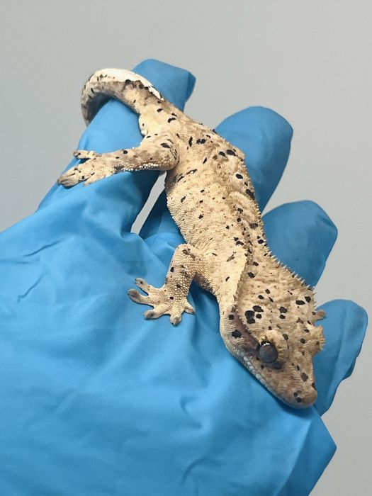 Gekon orzęsiony gekony orzęsione wyprawka terrarium karma