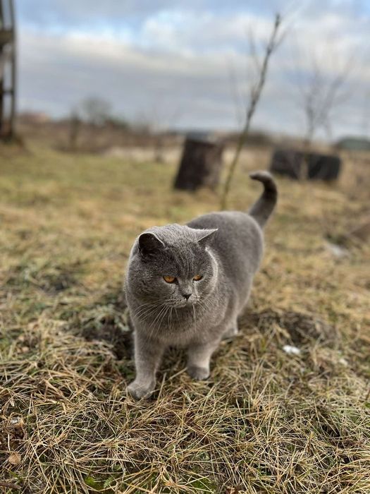 Ласкаво чекає побачень