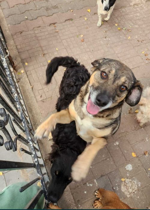 Lola piękna suczka o wielkim sercu.