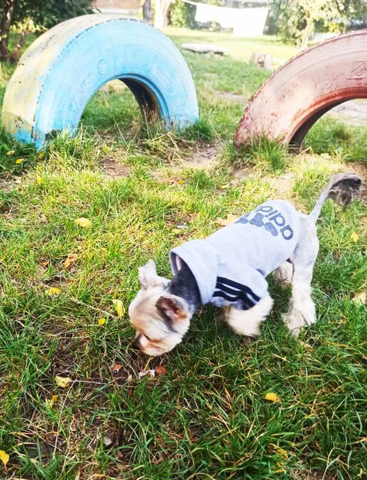 В'язка йорка. Йоркширський тер'єр. Йорк.Мини .Миник