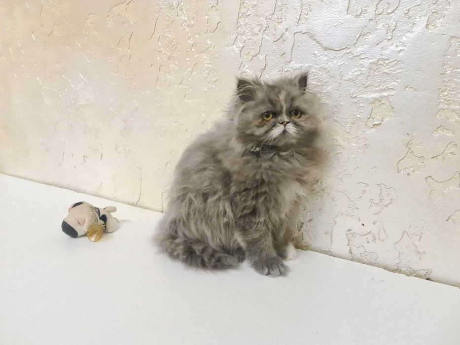 Персидская девочка голубая с белым