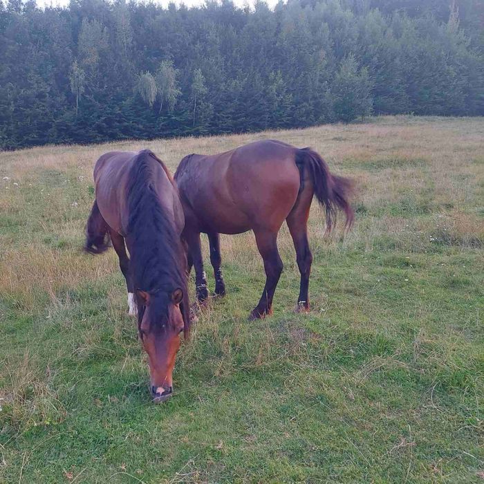 Продам молоді коні