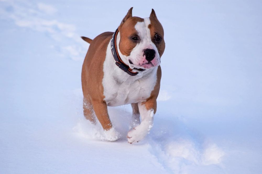 Amstaff ZKwP FCI szczenięta po championach