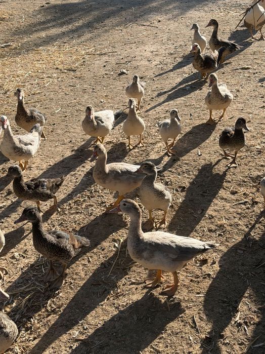 Patos mudos pequenos