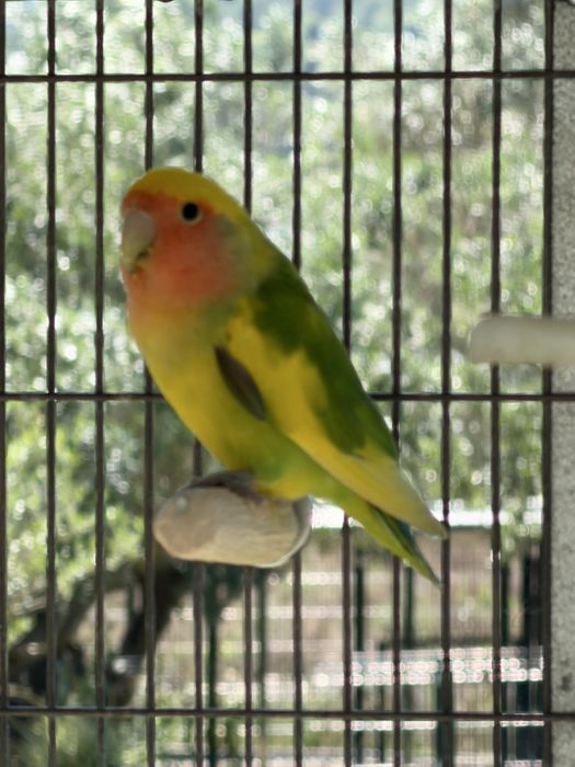 Agapornis roseicollis