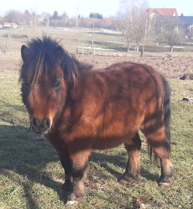 Kucyk ogierek 3letni