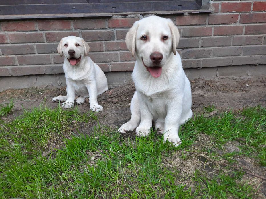 Labrador Retriever żółty piesekZKwP  ,FCI
