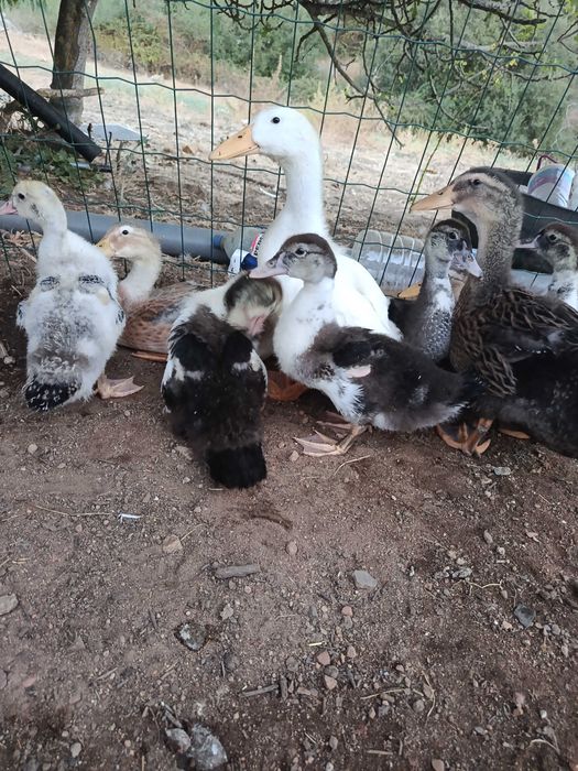 Patos Rouen Jovens