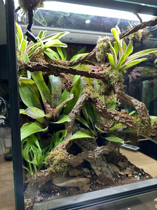 Renowacja/budowa terrarium