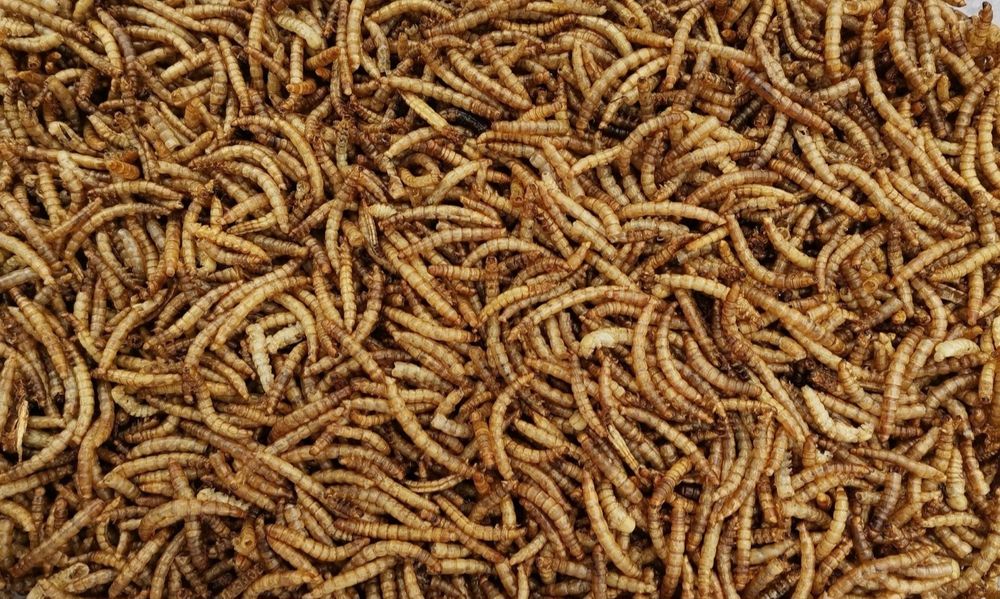 Mącznik, karmówka, larwy mącznika