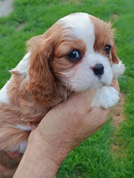 Cavaljer King Charles Spaniel (Suczka)