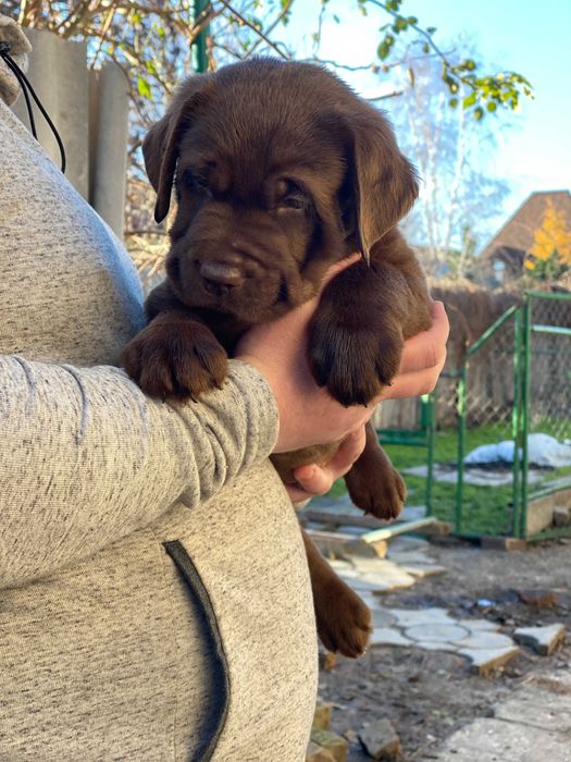 Цуценя / цуценята Лабрадора / щеня / щенята / щенок / щенки / Ретривер