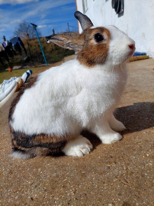 Декоративний кролик