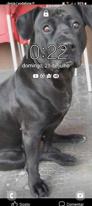 Alegria canina todos os dias
