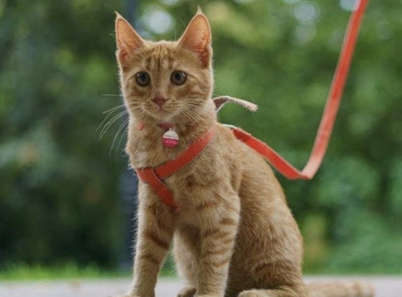 Passeios & Pet Sitting